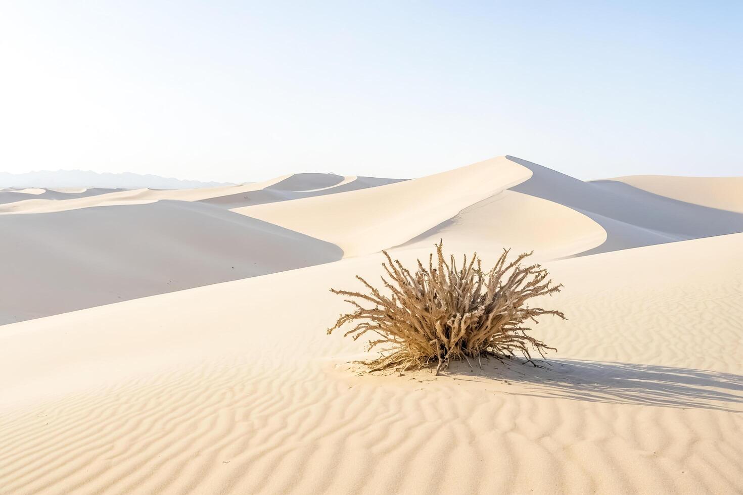 Single Bush in the Desert photo