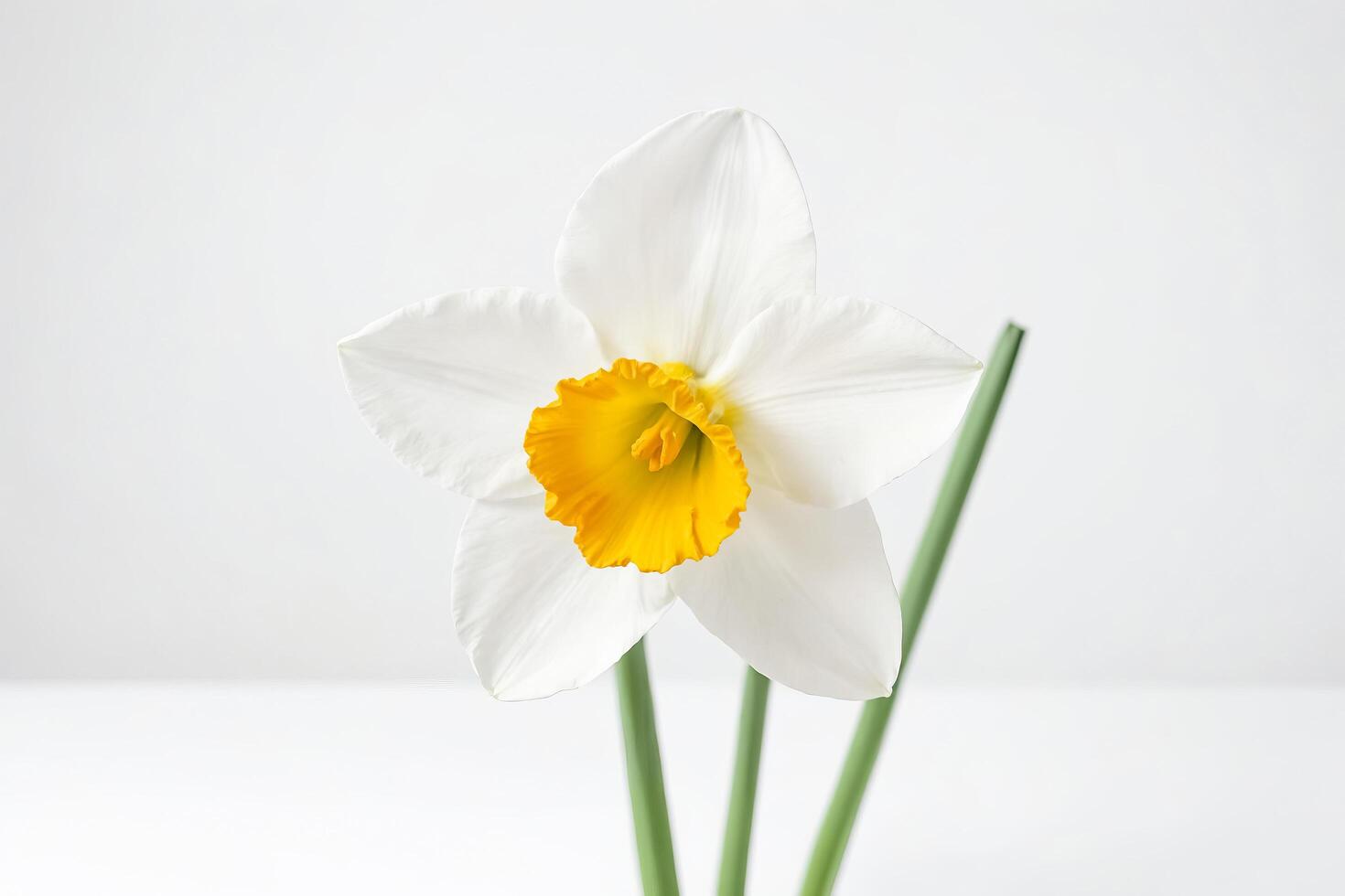 White and Yellow Daffodil Flower on White Background photo