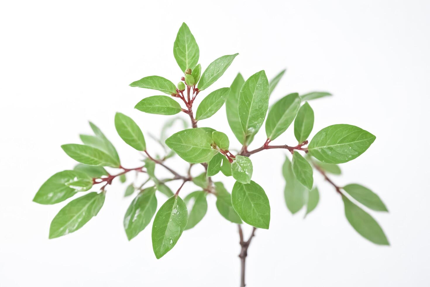 Green leaves on a white background photo