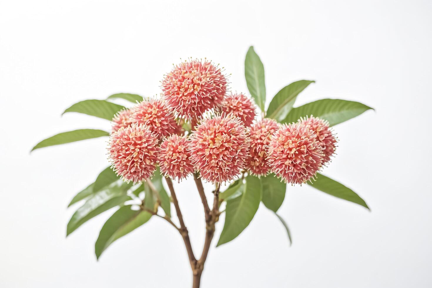 Pink Flowers with Green Leaves on White Background photo