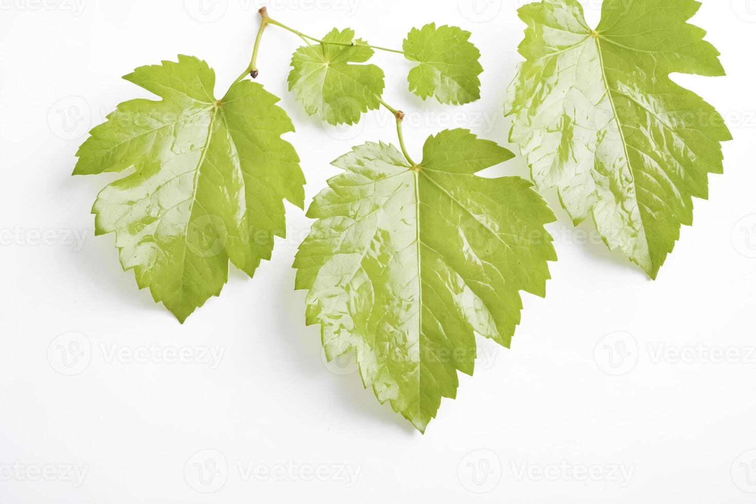 Green Grape Leaves on White Background photo