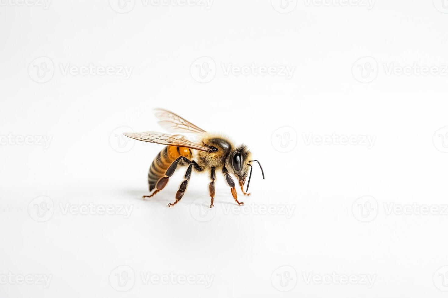 Close Up of a Honey Bee on a White Background photo