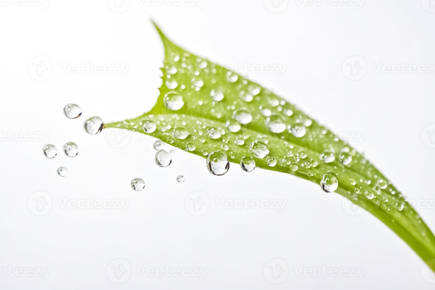 Dew Drops On A Green Leaf photo