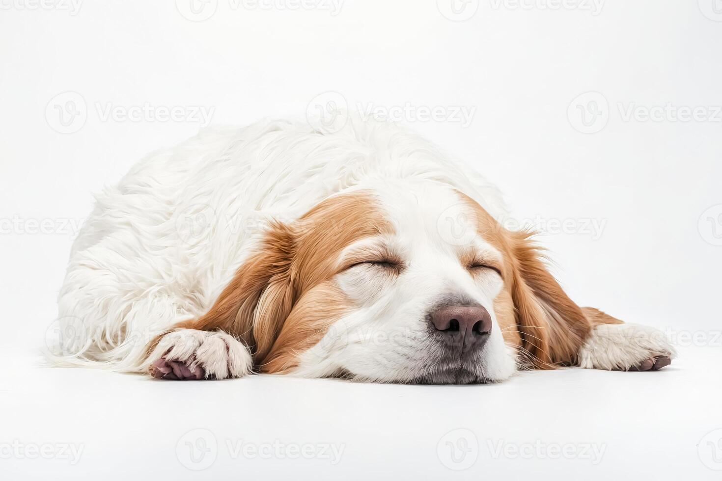Sleeping Dog on White Background photo