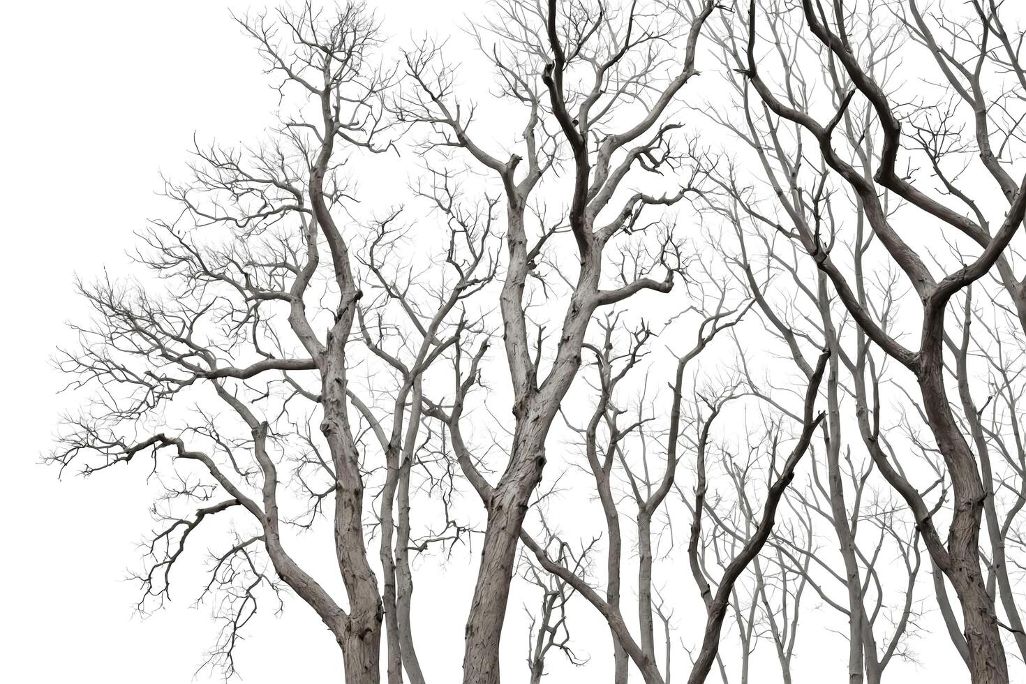 Bare Branches of Trees Against a White Background photo