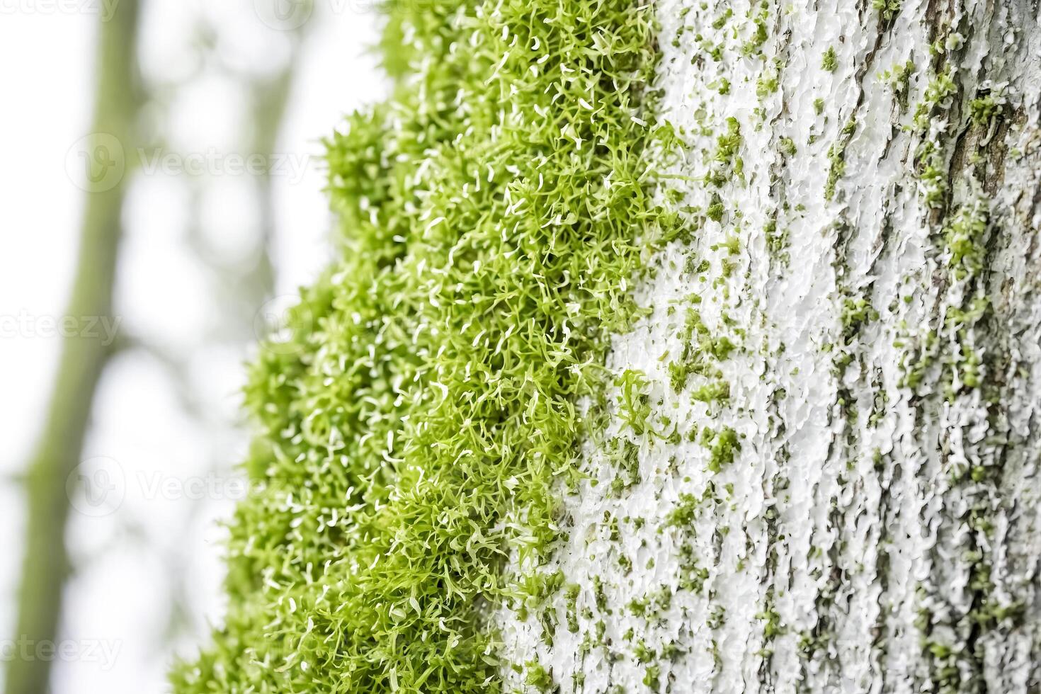 Green Moss on White Bark photo