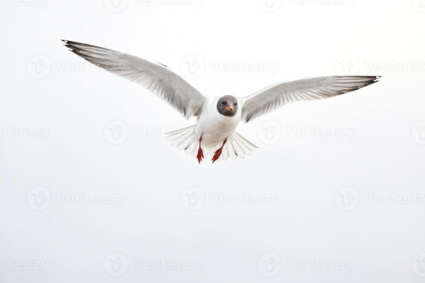 Black-headed Gull in Flight Against a White Background photo