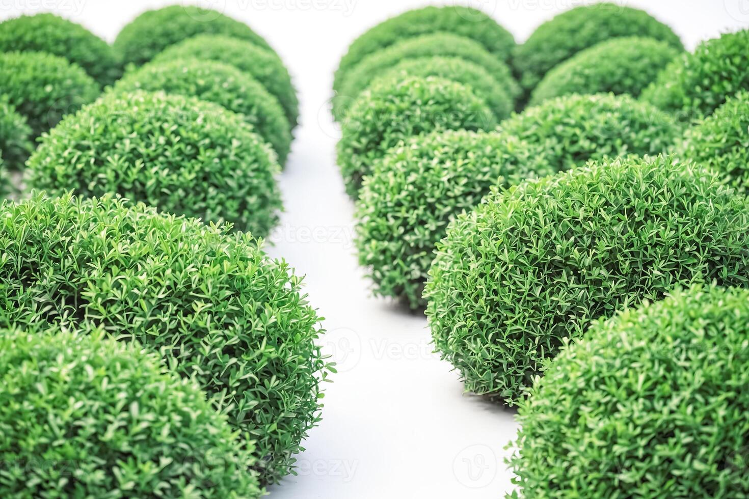 Lush Green Shrubs in a Row photo