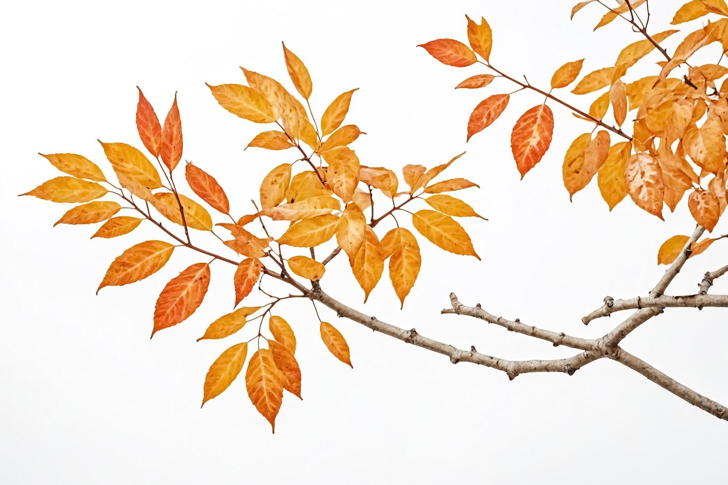 Autumn Leaves on a Branch photo