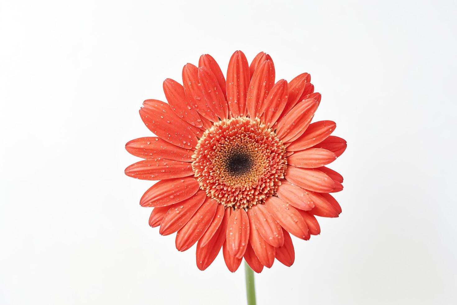 Single Orange Gerbera Daisy with Water Droplets photo