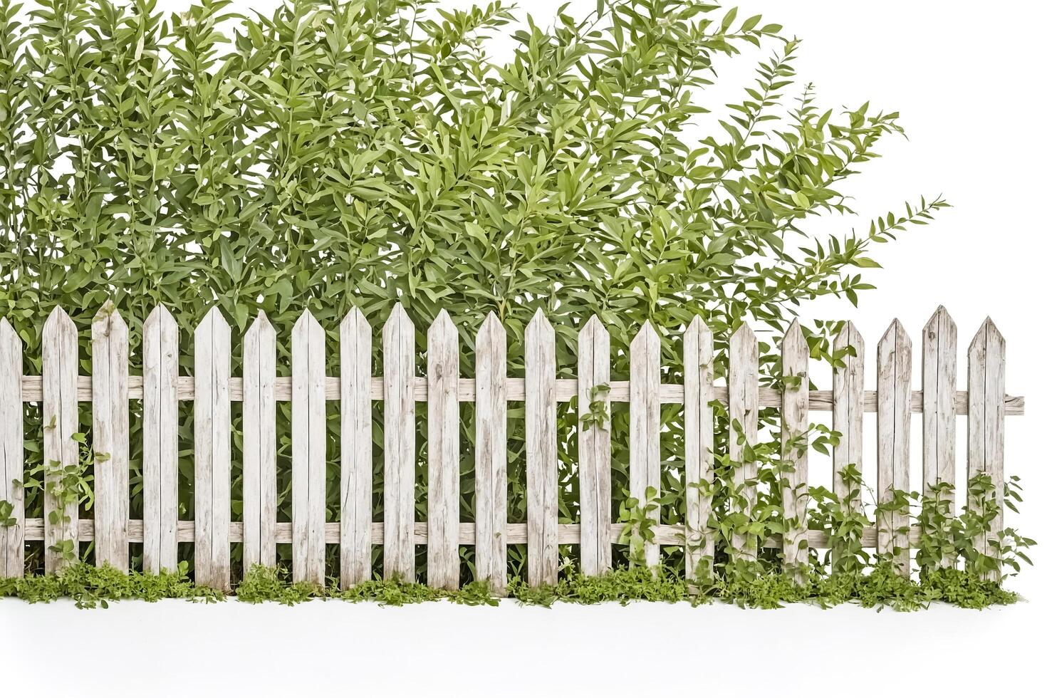 White picket fence with green foliage isolated on white background photo