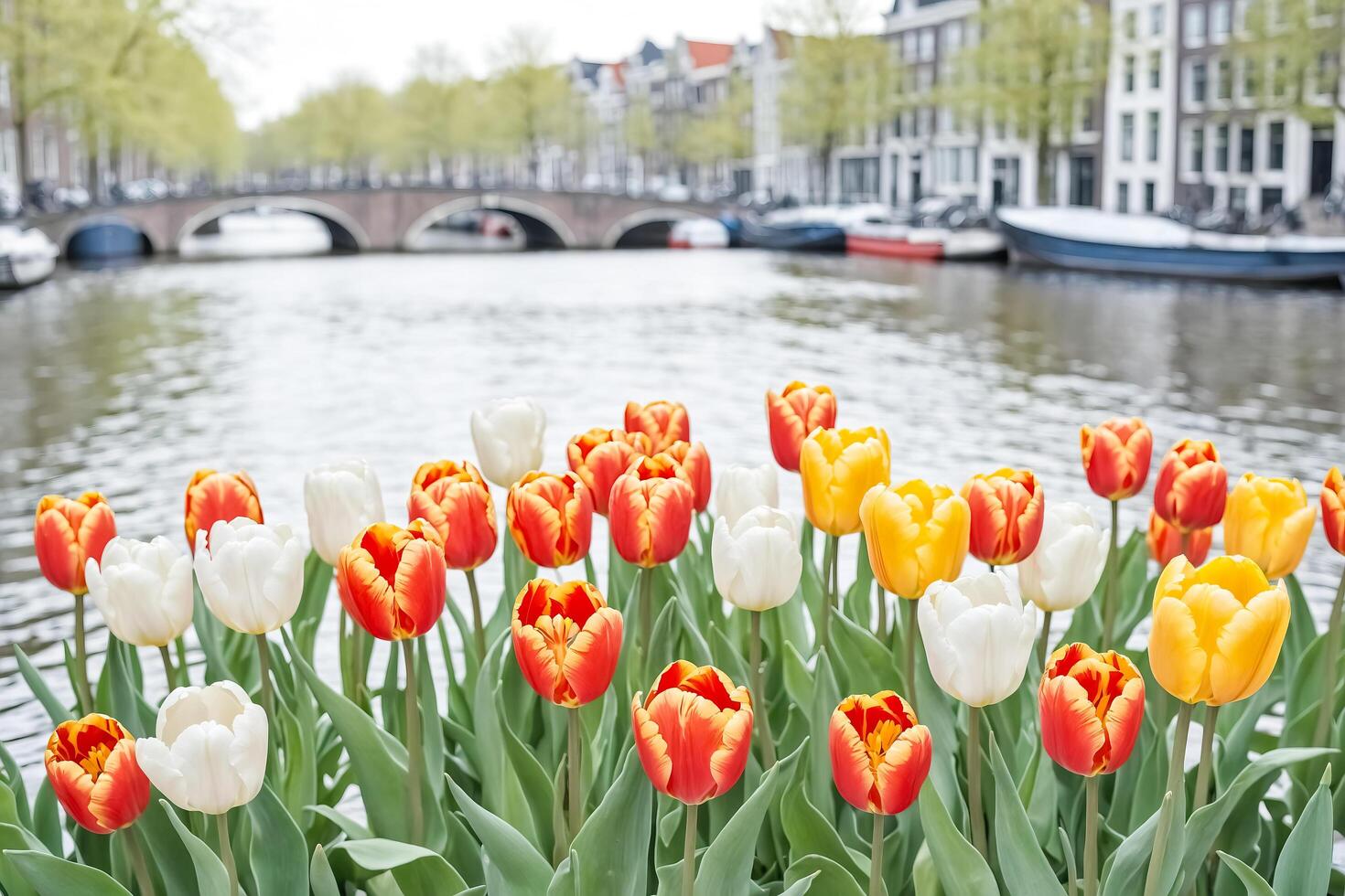 Colorful Tulips in Front of a Canal in Amsterdam photo