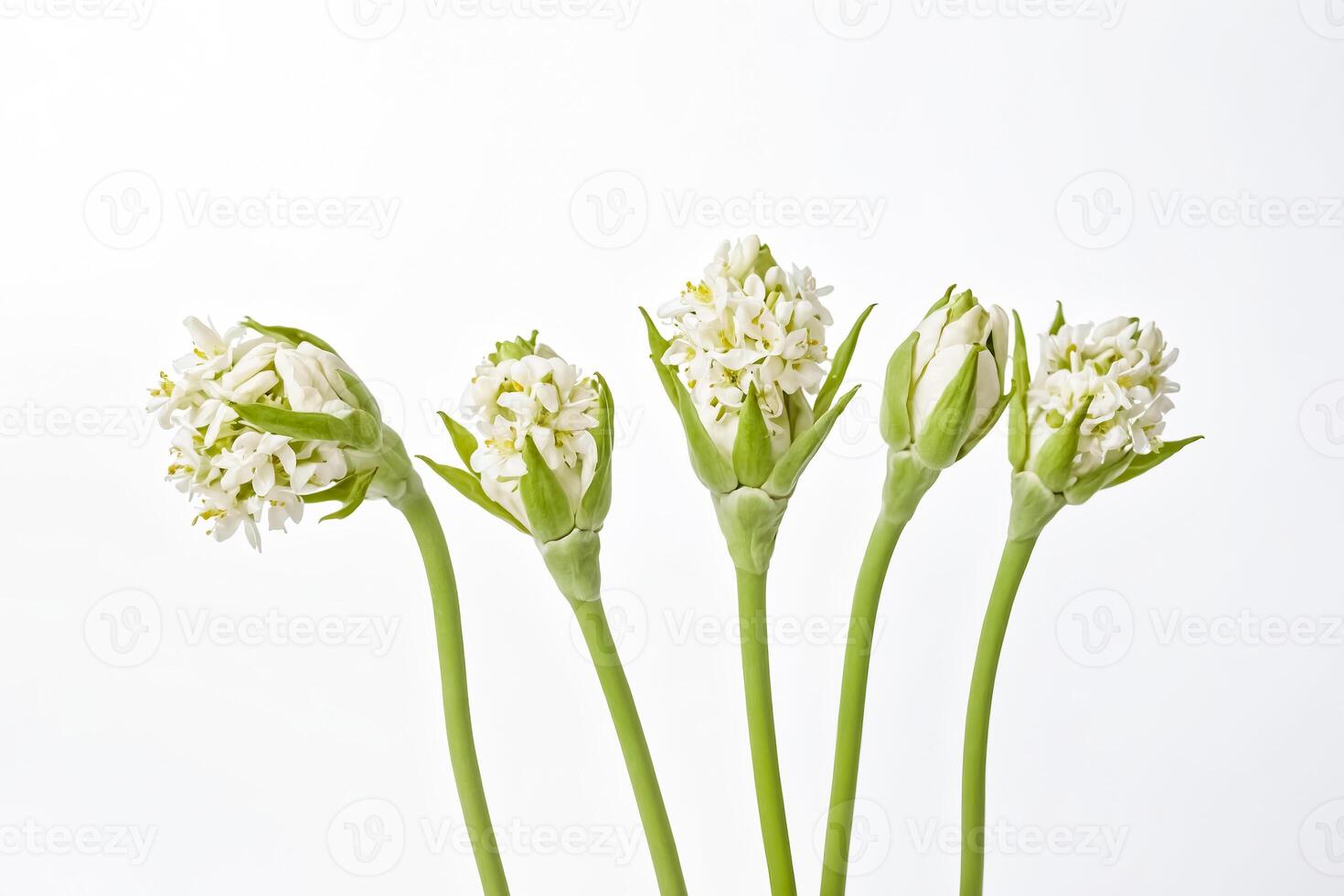 White Flowers with Green Stems on a White Background photo