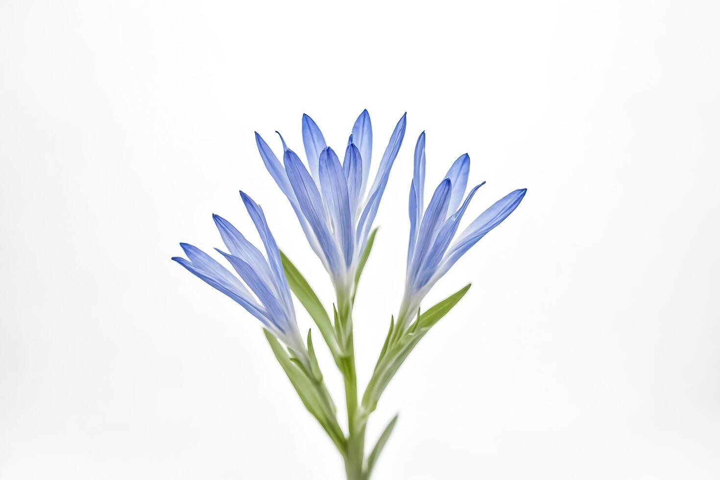Blue Flower on a White Background photo
