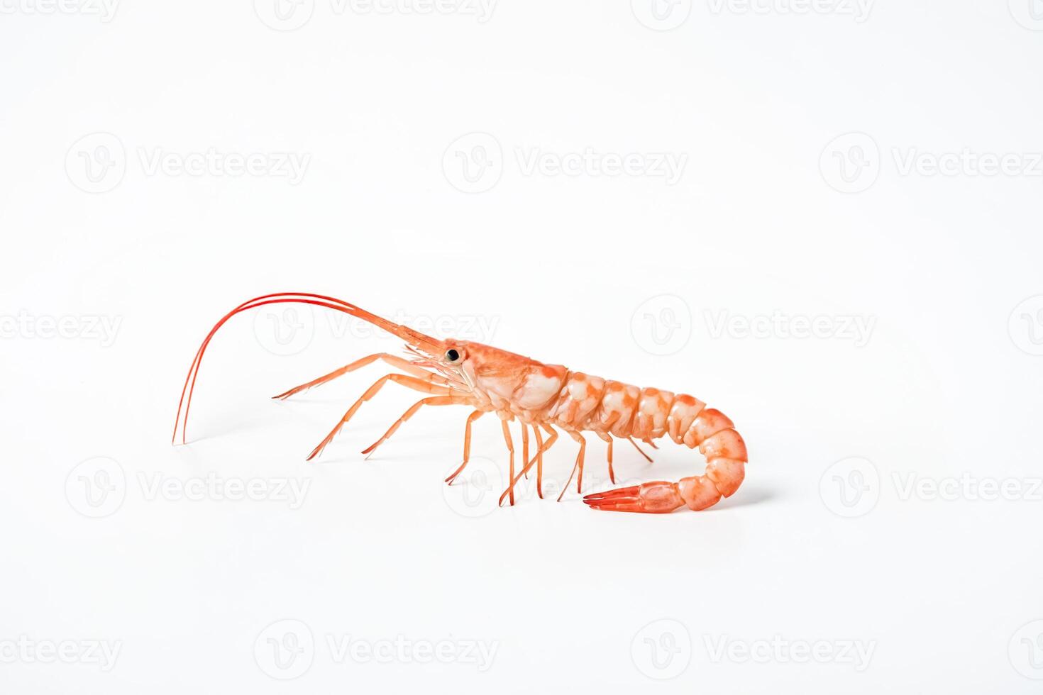 Red shrimp on a white background. photo