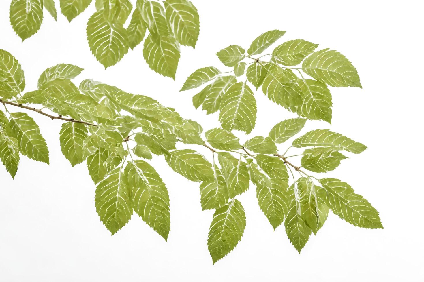 Green leaves against a white background photo
