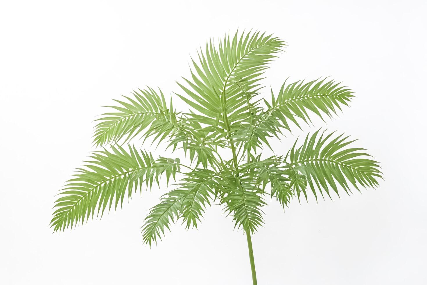 Tropical Palm Fronds on White Background photo