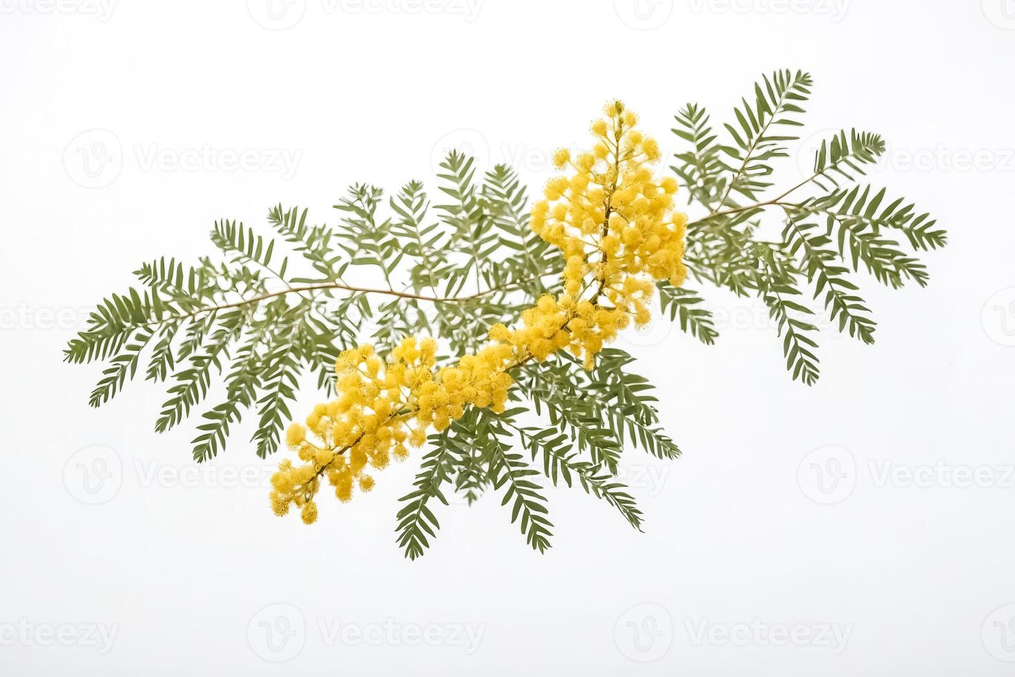 Mimosa Branch with Yellow Flowers on White Background photo