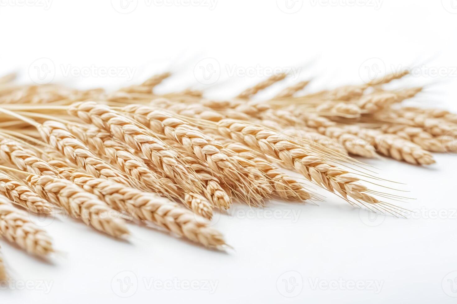 Harvest Time Golden Wheat Stalks on a White Background photo