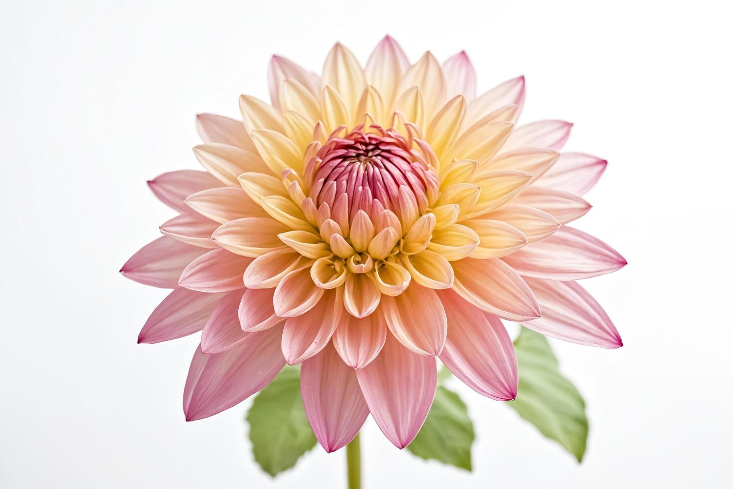 Close-up of a pink and yellow dahlia with blurred green leaves photo
