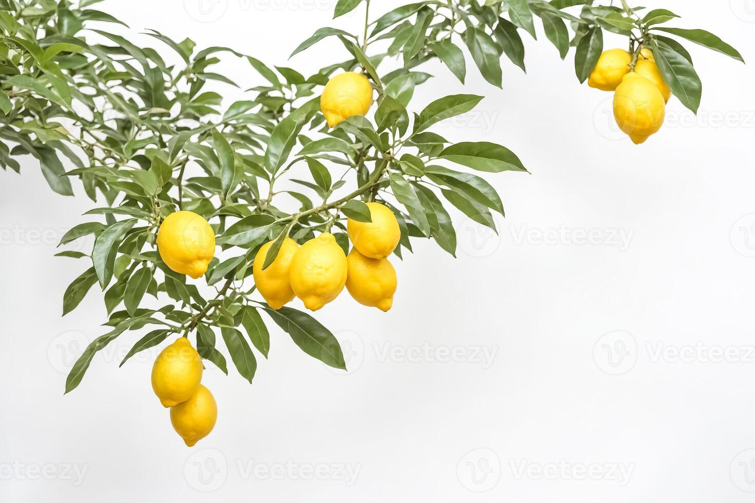 Fresh Lemons on a Branch with Green Leaves photo