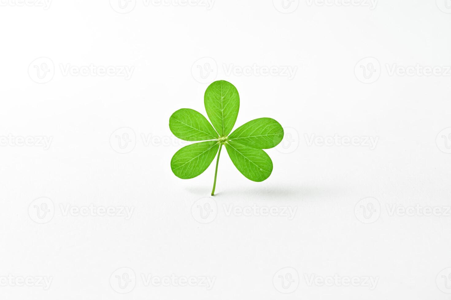 Single Green Clover Leaf Isolated on White Background photo