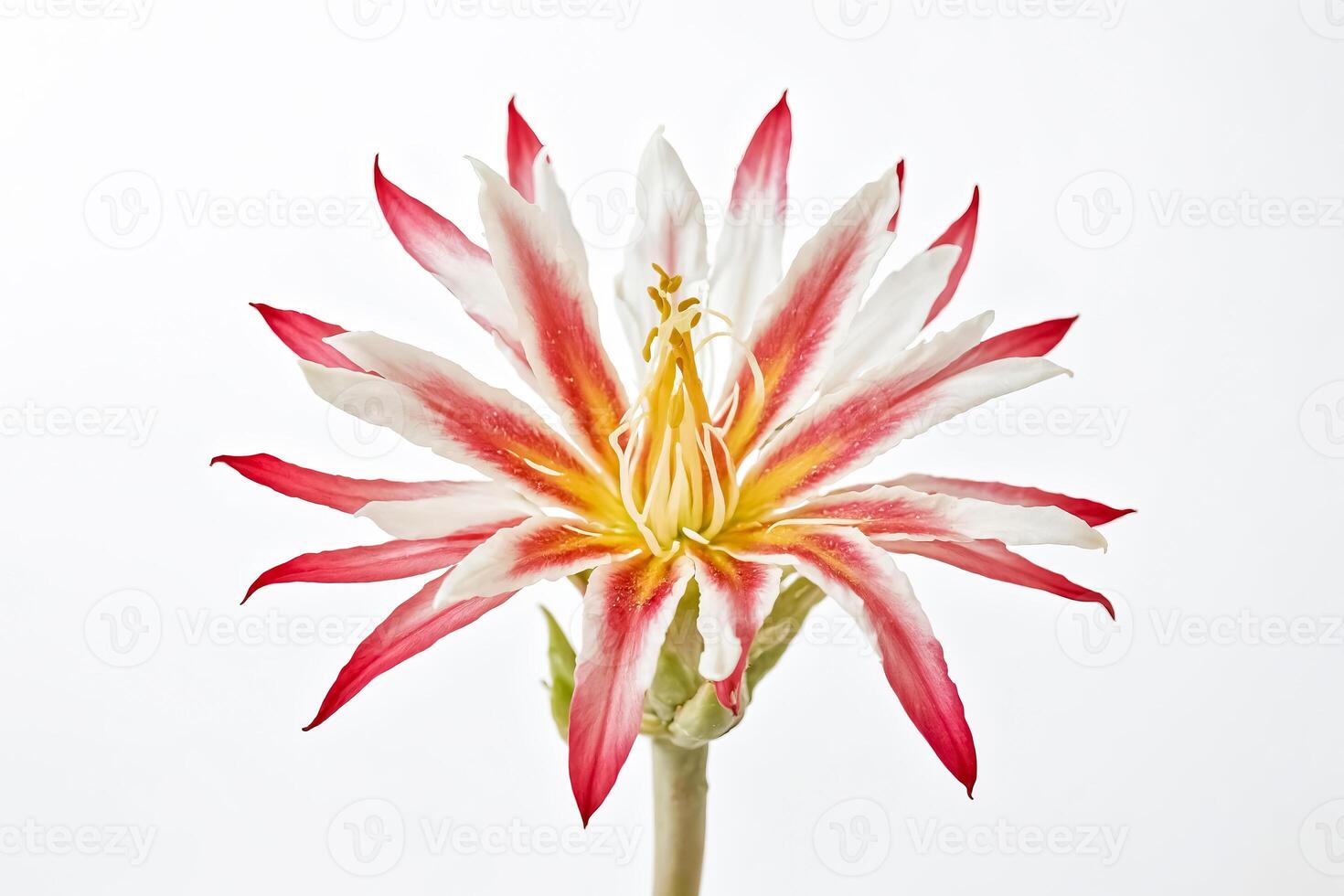Closeup of a Single Cactus Flower with White and Pink Petals photo
