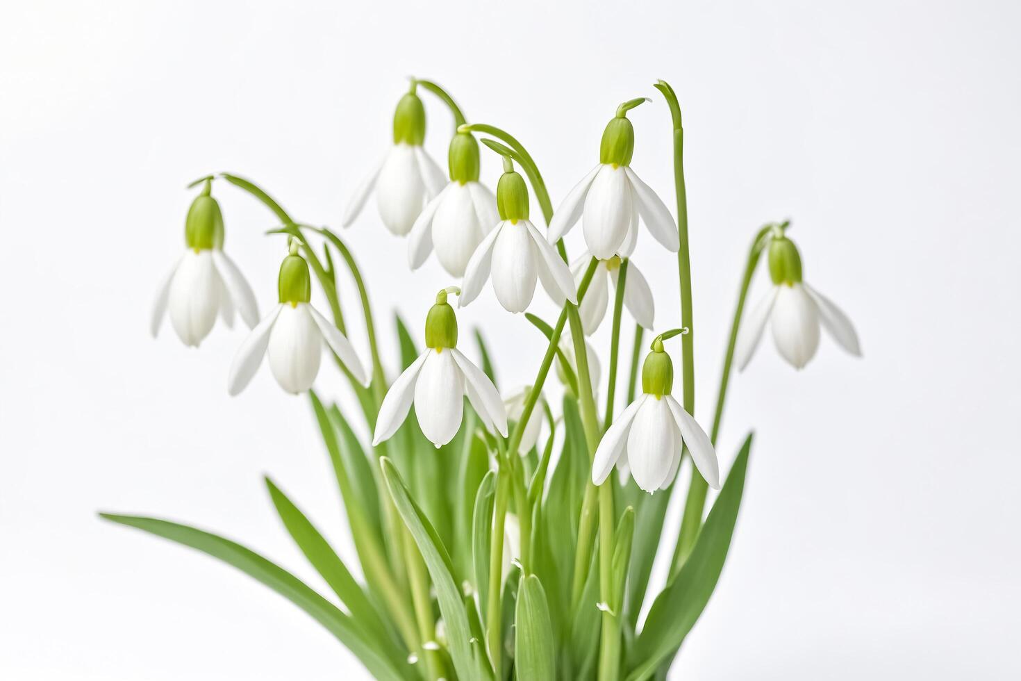 White Snowdrop Flowers with Green Leaves on White Background photo