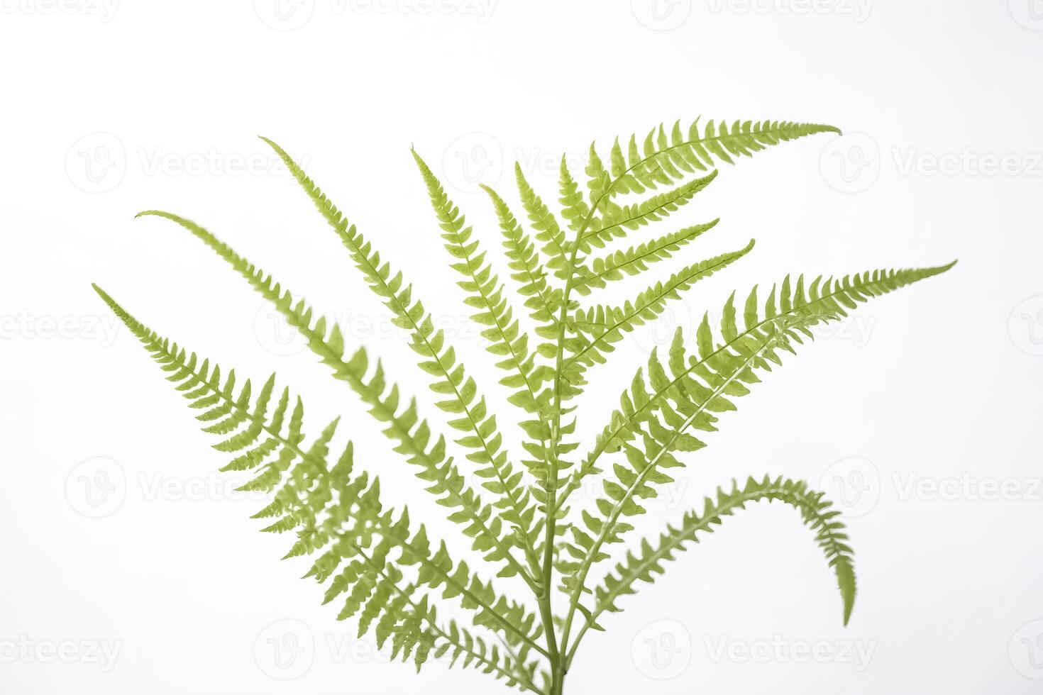 Green Fern Frond Isolated on White Background photo