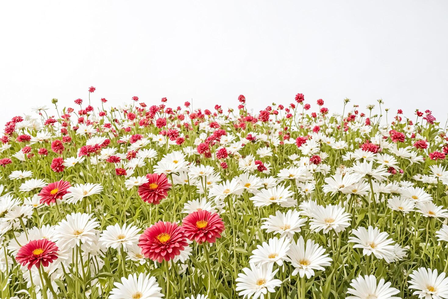 White and Red Daisies in a Field photo