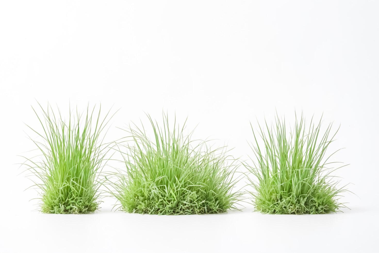Three Green Grass Tufts Isolated on White Background photo