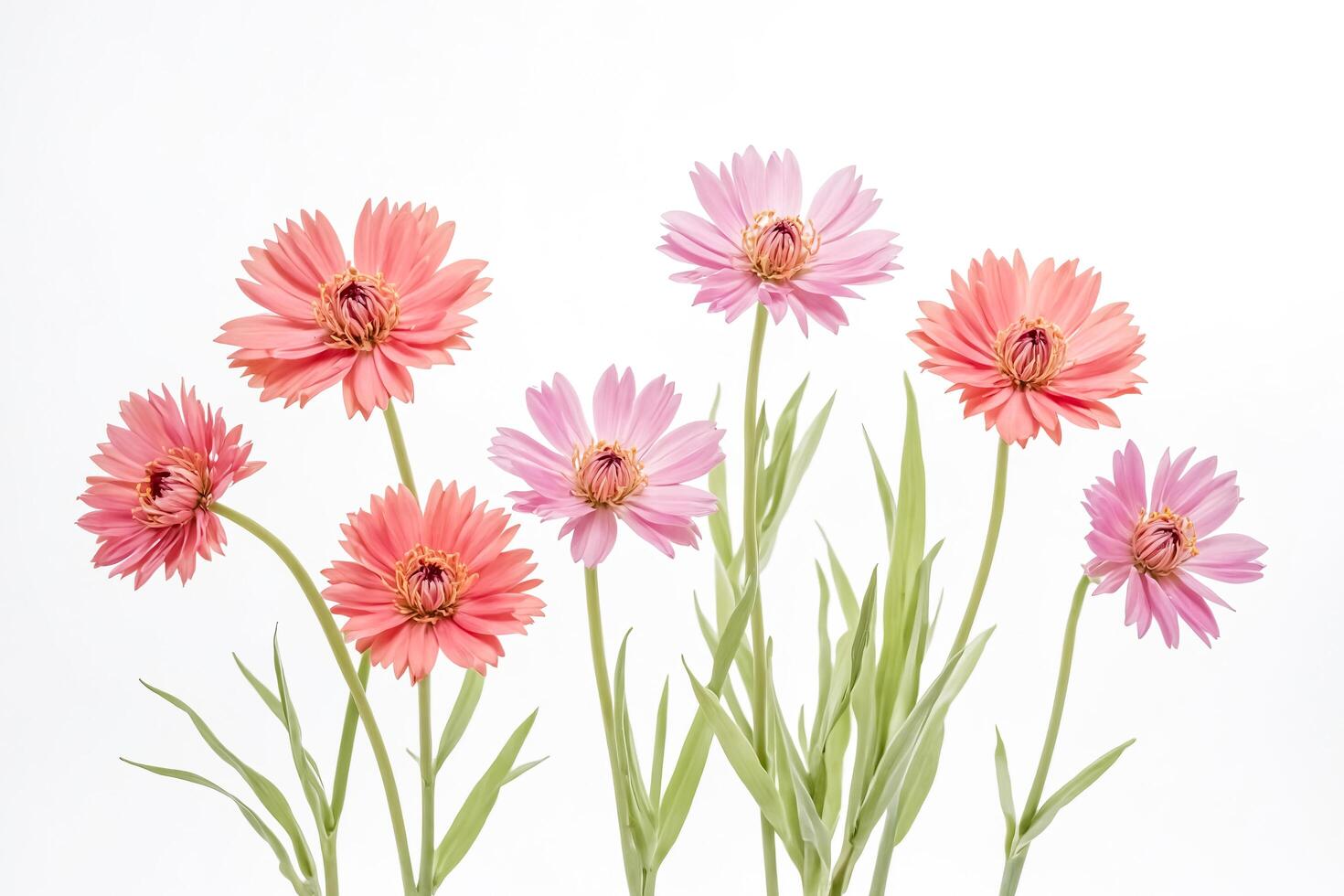 Pink and Orange Flowers on a White Background photo