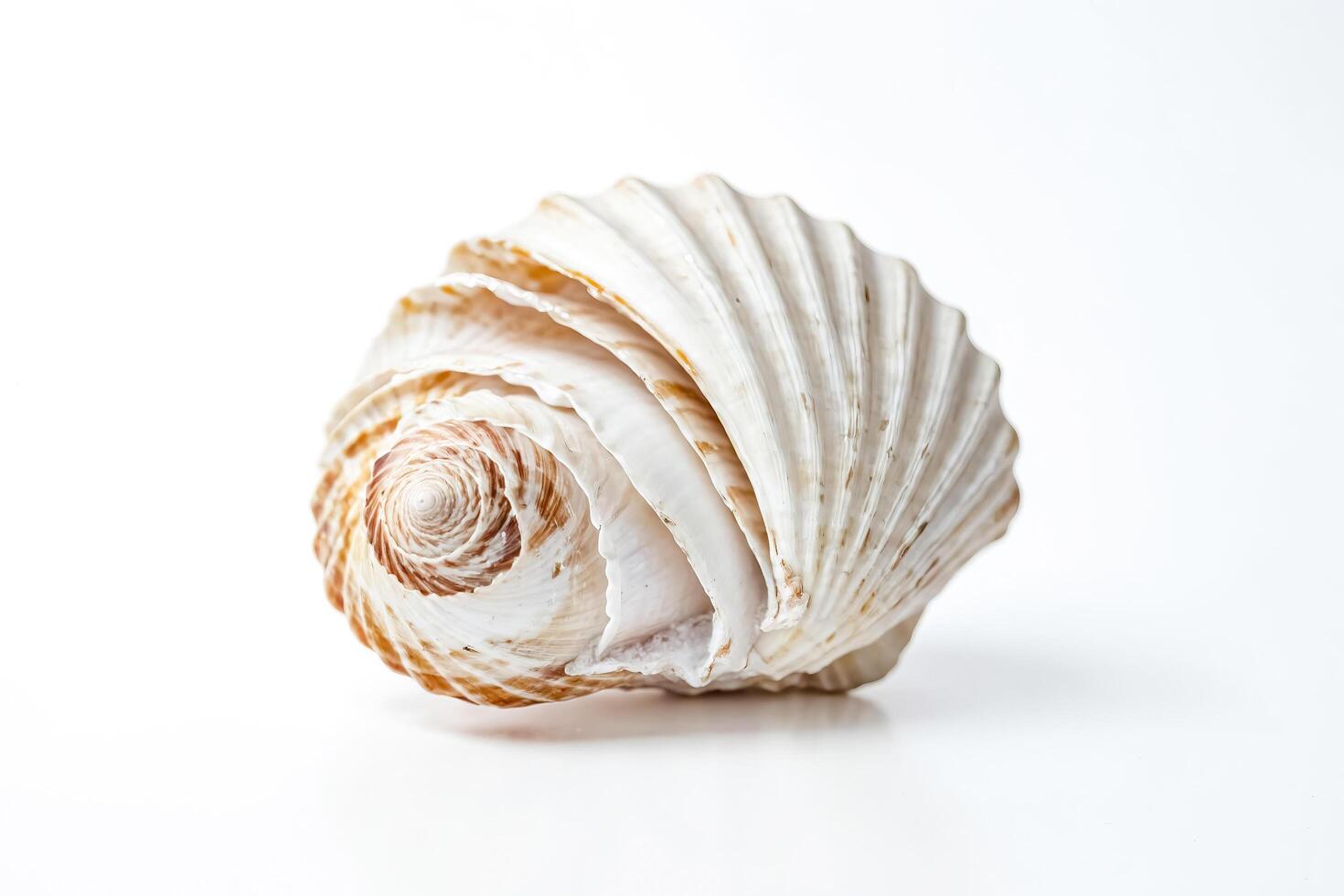 Single seashell isolated on white background photo