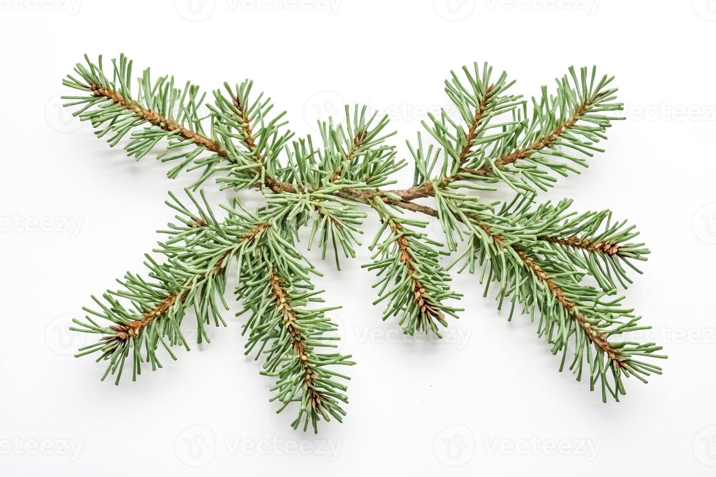 Evergreen Branch Isolated on White Background photo