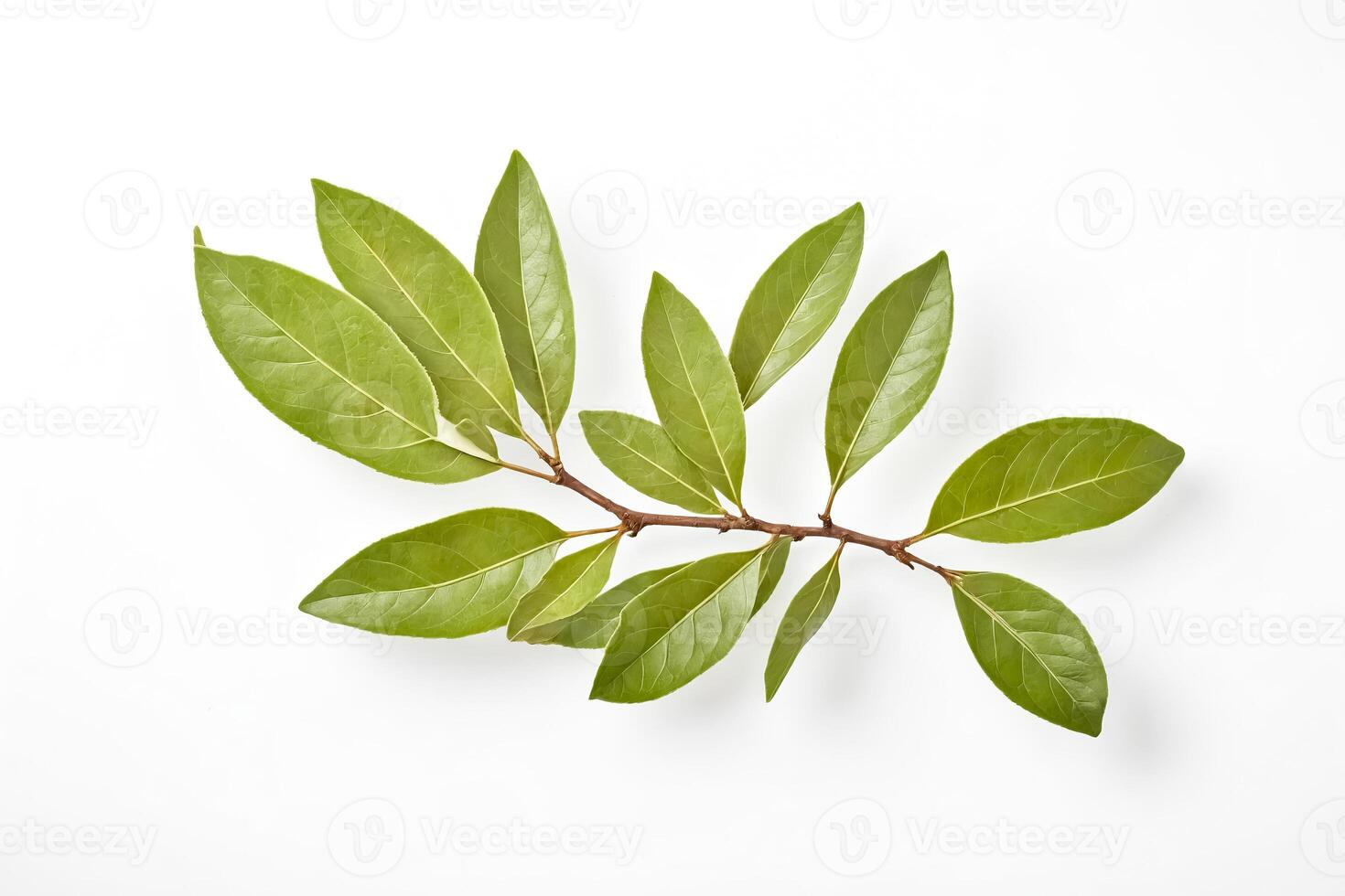Green Leaves Branch Isolated on White Background photo