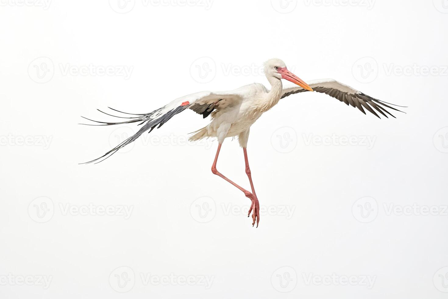 Yellow-billed Stork Flying with White Background photo