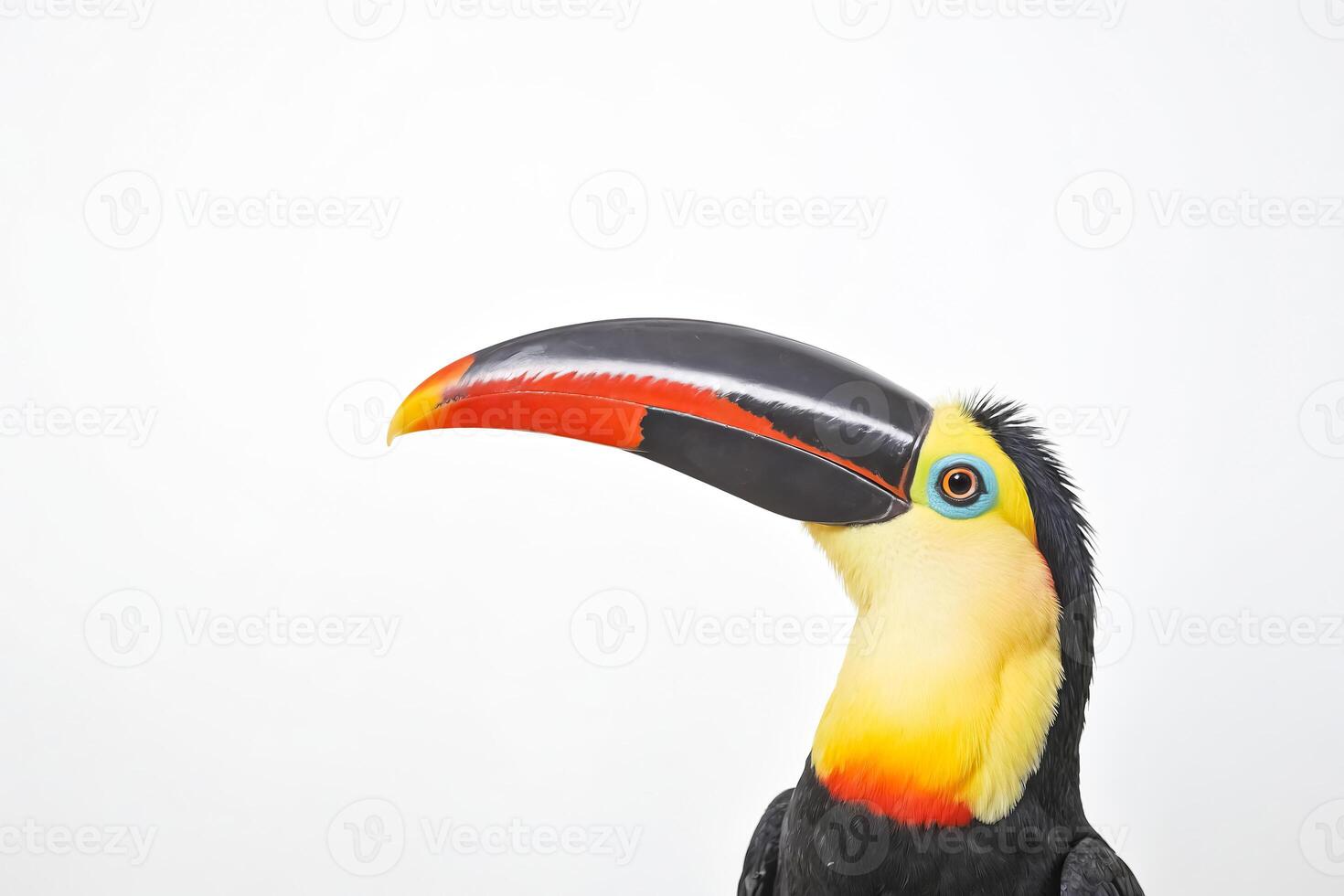 Toucan with a Colorful Beak photo