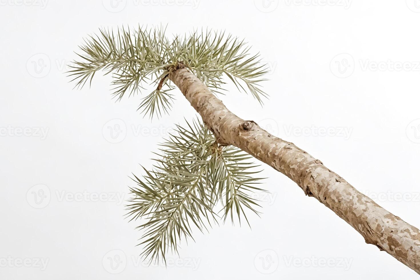 Palm Tree Branch Against a White Background photo