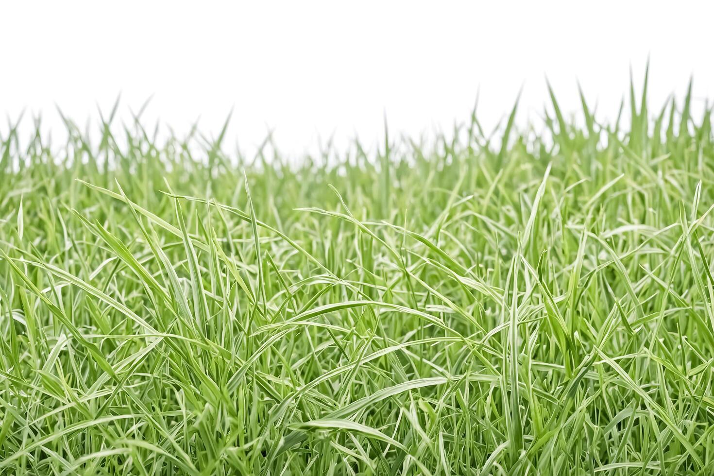 Lush Green Grass Isolated on White Background photo
