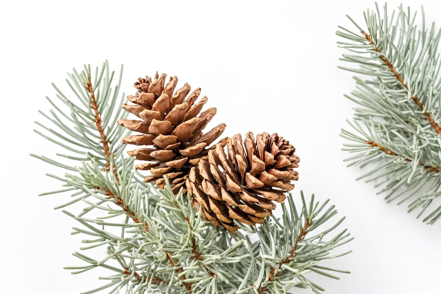 Pine cone and spruce branch on white background photo