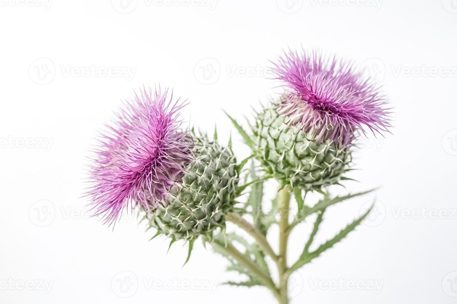 Pink Thistle Flower on White Background photo