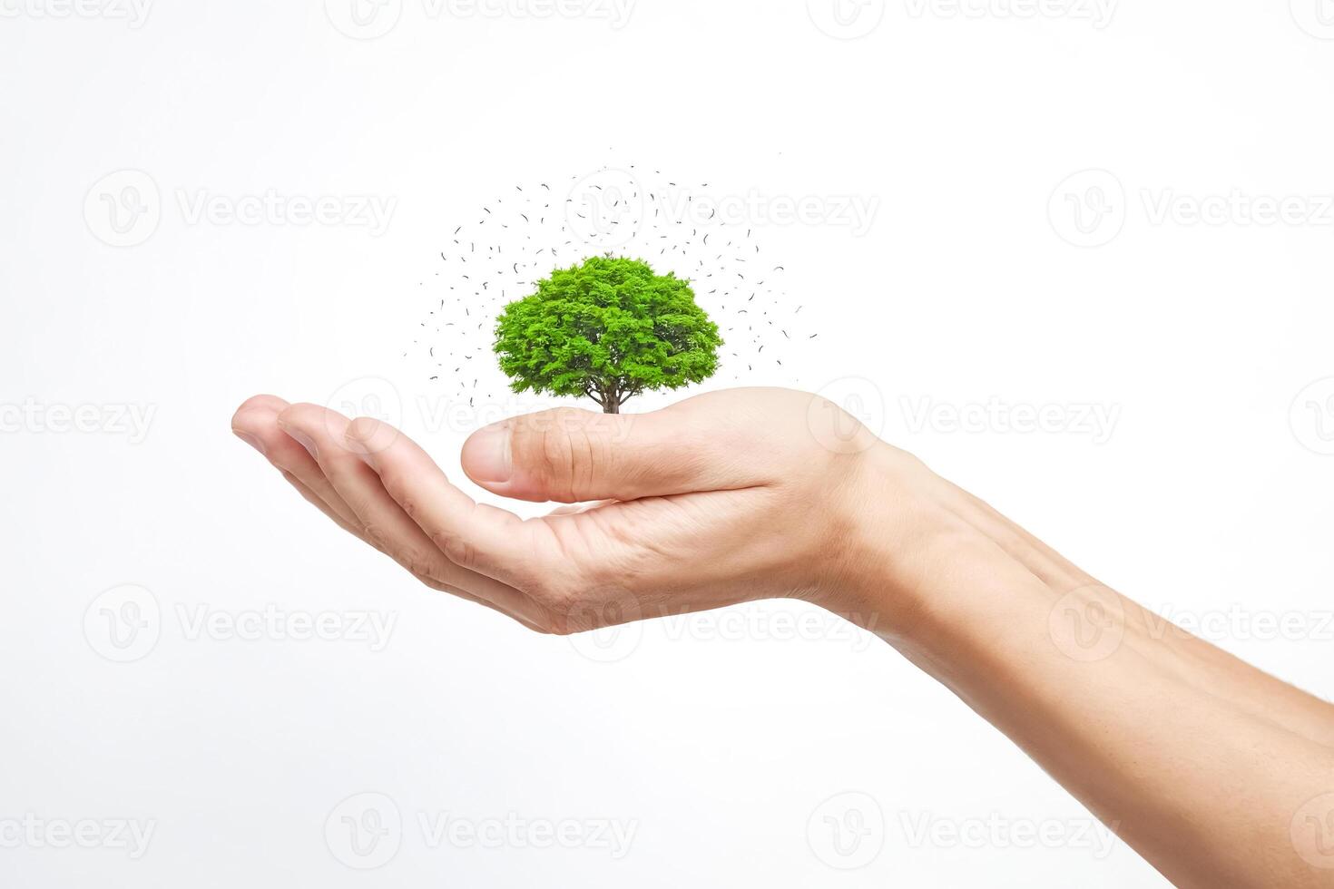 Hand Holding a Small Tree photo