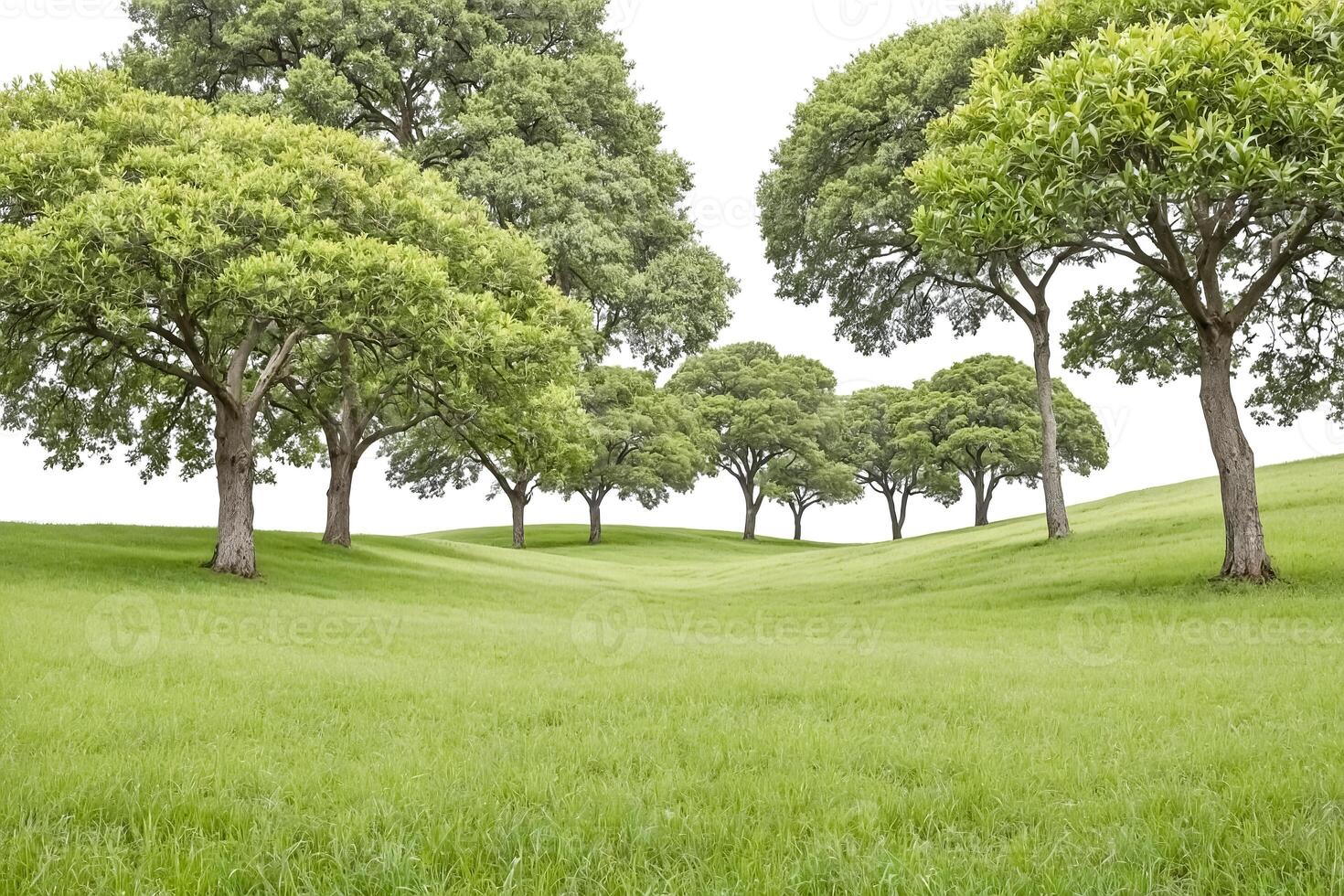 Lush green field with trees on a white background photo