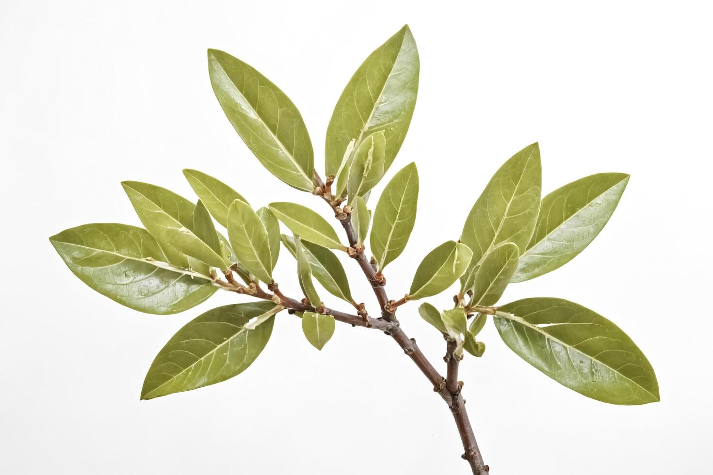 Fresh Green Leaf Branch on White Background photo