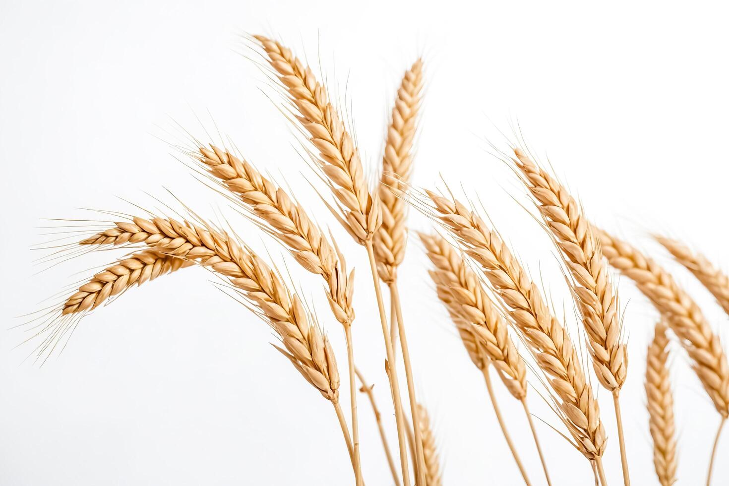 Wheat Ears On A White Background photo