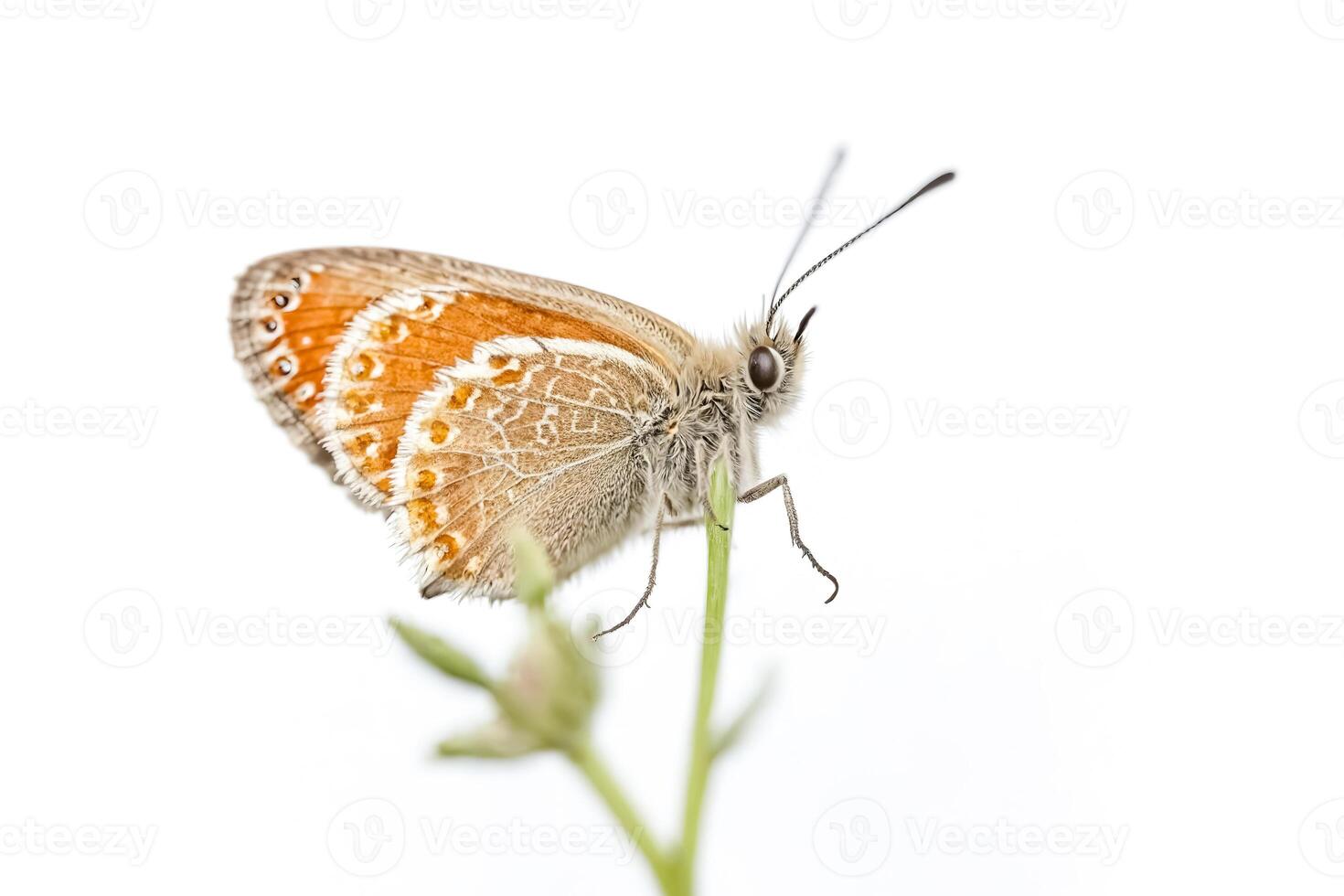 Butterfly on a Stem photo
