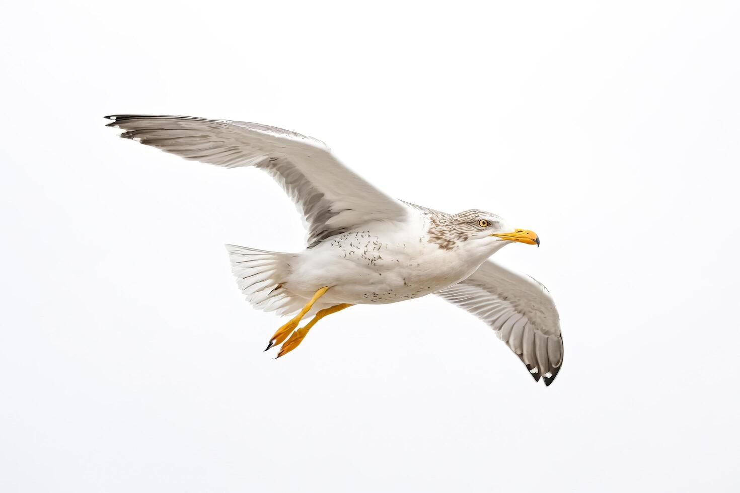 Seagull in Flight Against a White Background photo