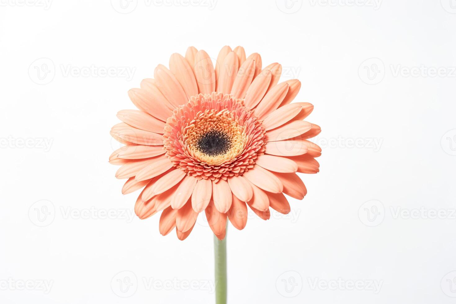 Closeup of a delicate peach gerbera daisy photo