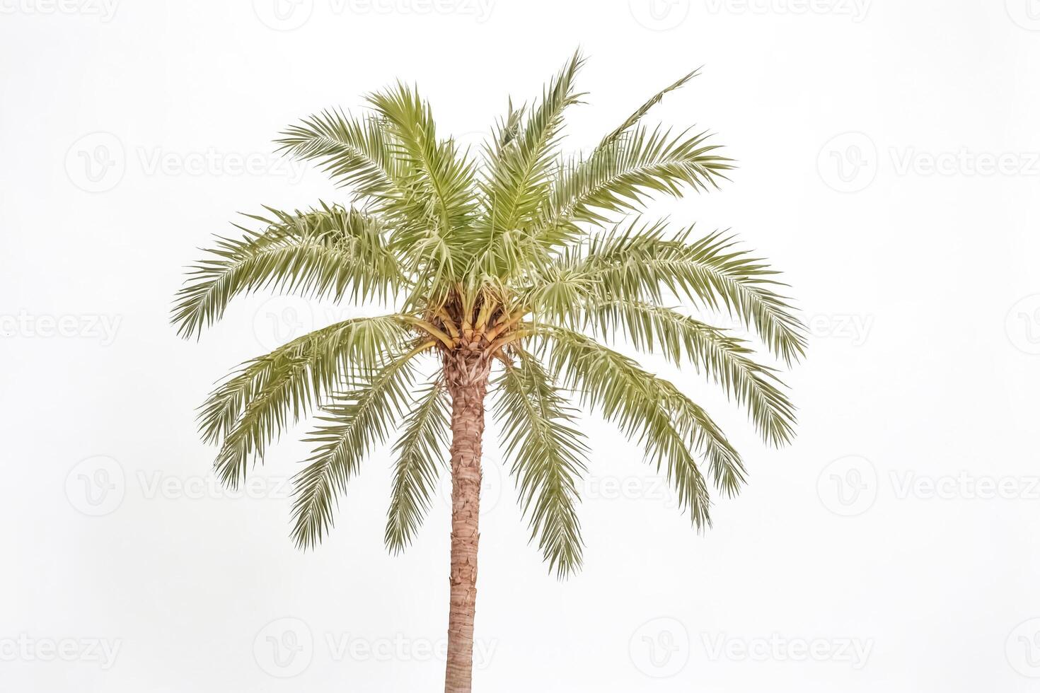 Palm Tree Isolated on White Background photo