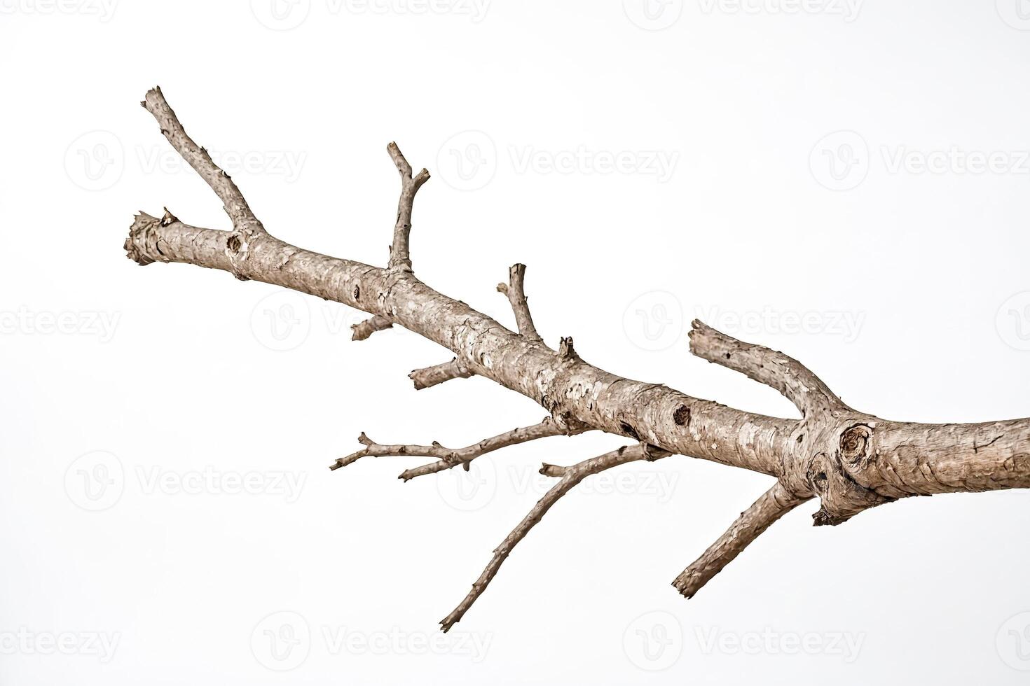 Close-up of a bare tree branch against a white background photo